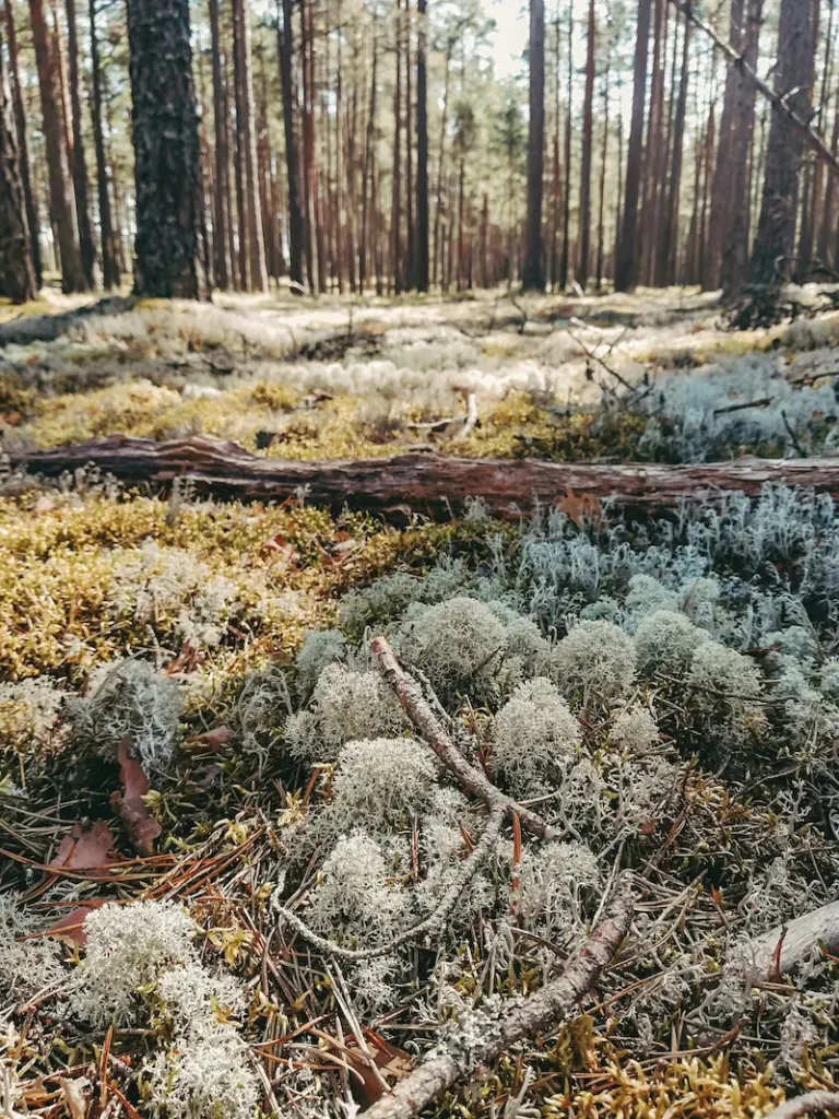 Wald